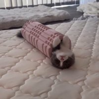 フォームローラーの中に入りながら仰向けになる猫