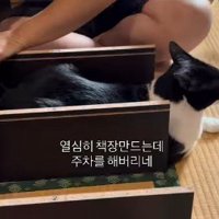 頭部だけ収まらなかった猫
