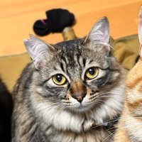 ちょんまげ姿に見える猫