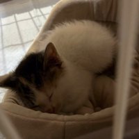 寝ている子猫