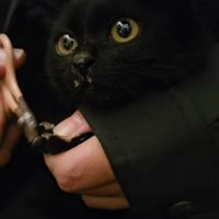 爪を切られる子猫