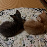 カメラに背中を向けてくつろぐ2匹の子猫