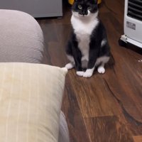 変な座り方の猫