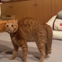 テーブルに当たりそうに下がる猫