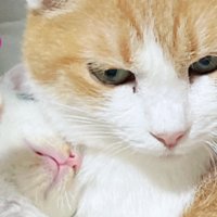 横並びになっている猫と子猫
