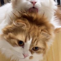 茶色い猫の頭を舐めるクリーム色の猫