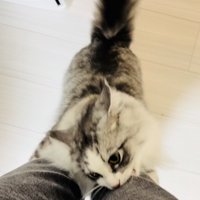 飼い主さんの足に飛び付いてジーンズを噛むサイベリアン
