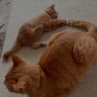 成猫のしっぽで遊ぶ子猫