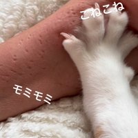 飼い主の腕をコネコネする猫