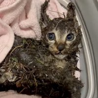 全身がベトベトの子猫