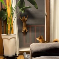 網戸に爪をひっかけて登っていく子猫