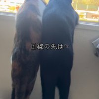 窓の外を見る二匹の猫の全身（右斜め後ろから）