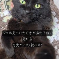 じっと見つめる黒猫