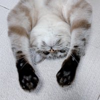 床に仰向けで伸びる猫（顔アップ）