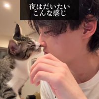 人の鼻に顔を近づける猫