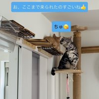 子猫に鼻チューするアメリカンショートヘア