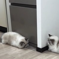 様子を伺う猫