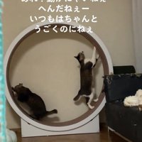 バラバラに乗る2匹の猫
