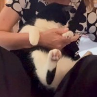 爪切りを持った飼い主の膝の上に座る猫