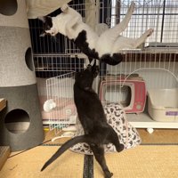 仰向けのまま空中に浮いているような猫と下から邪魔している黒猫