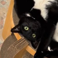 カメラを見つめる白黒猫
