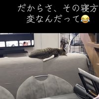 猫の後ろ姿の写真2