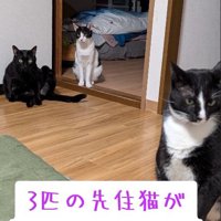 見つめる猫たち