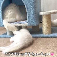成猫のしっぽで遊ぶ子猫