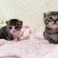 眠そうな表情