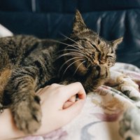 飼い主の腕にしがみついている猫