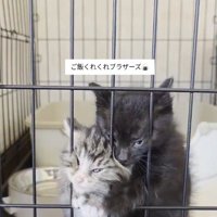 ケージの中の2匹の子猫たち