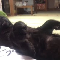 宙に浮く前足