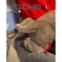 男の子と猫
