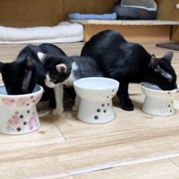 覗き込むロアちゃん