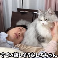 枕元でなでられている猫