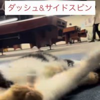 飼い主さんの前でゴロンする看板猫