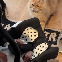 玄関で新生児を見て驚いた表情の茶色猫