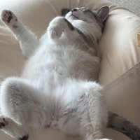 手をパーにする猫