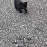 歩く黒猫2