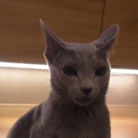 驚いた表情で飼い主を見つめる猫