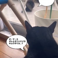 向かい合う2匹の黒猫