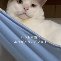ハンモックでくつろぐ猫