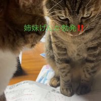 睨む猫