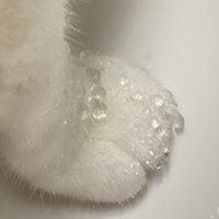 おかかちゃんの手