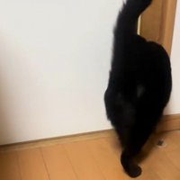 ドアの隙間に入っていく猫