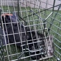 捕獲器に入っている猫
