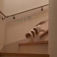 「おいで～」と書かれた写真