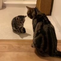 向かい合う2匹の猫