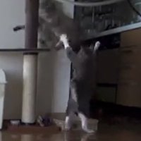 キャットタワーに上る猫と下で両前足を上げる猫