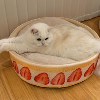 猫ベッドに入っている猫